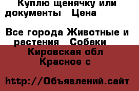 Куплю щенячку или документы › Цена ­ 3 000 - Все города Животные и растения » Собаки   . Кировская обл.,Красное с.